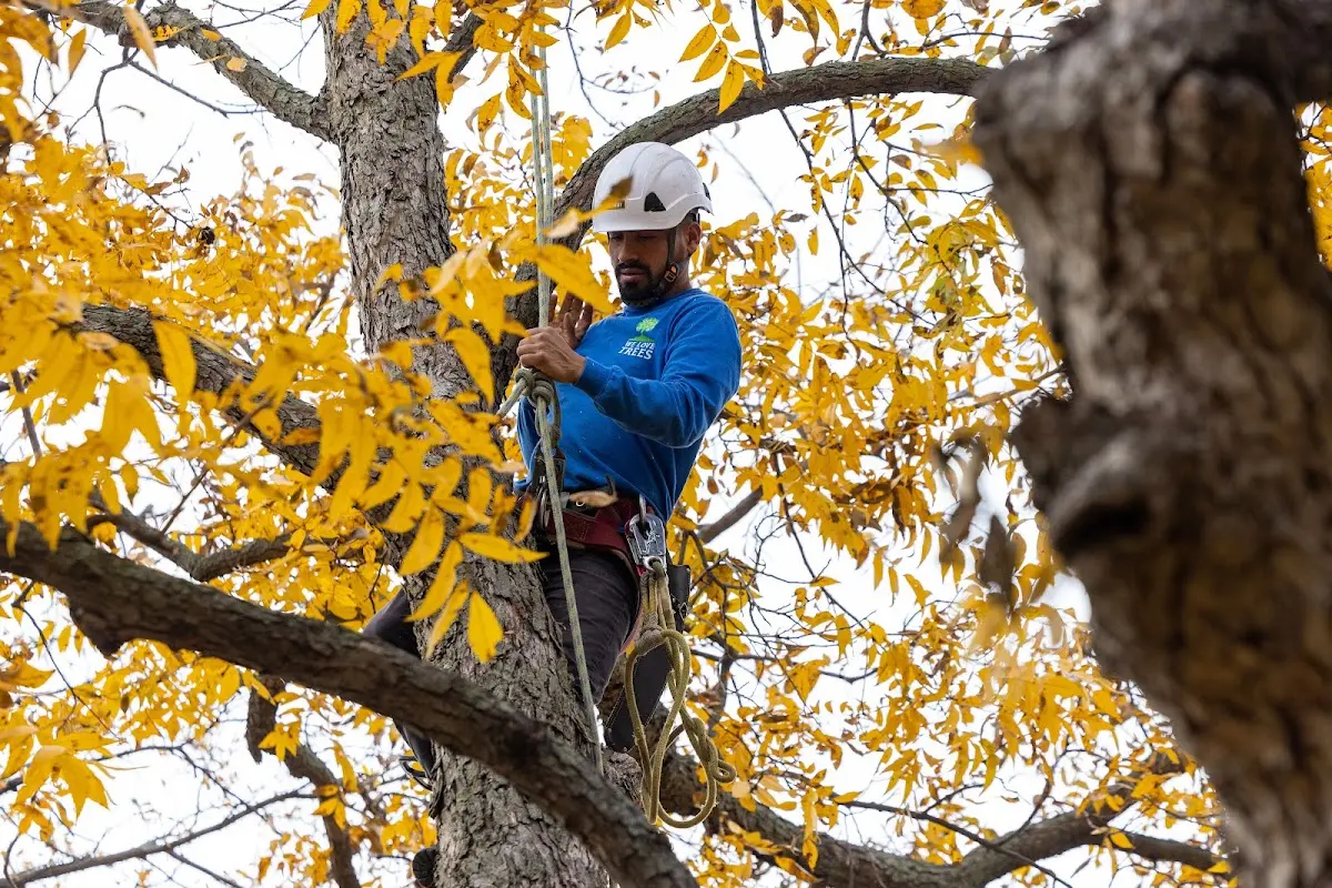 Skilled Emergency Tree Service crew working in Brush